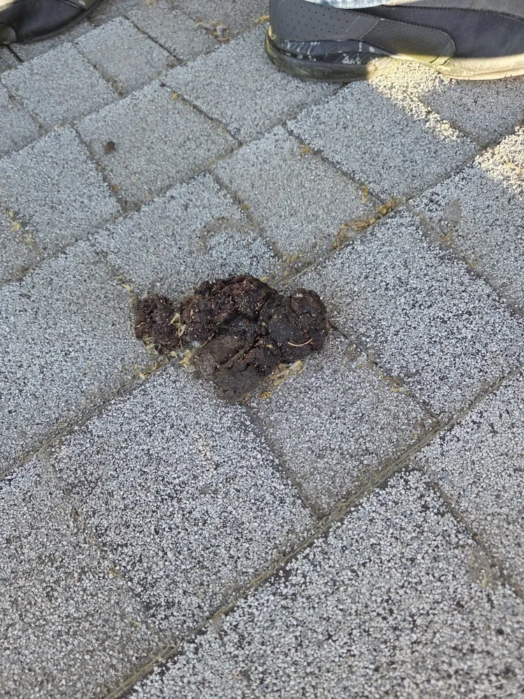 Slide of 1Solar Roofing