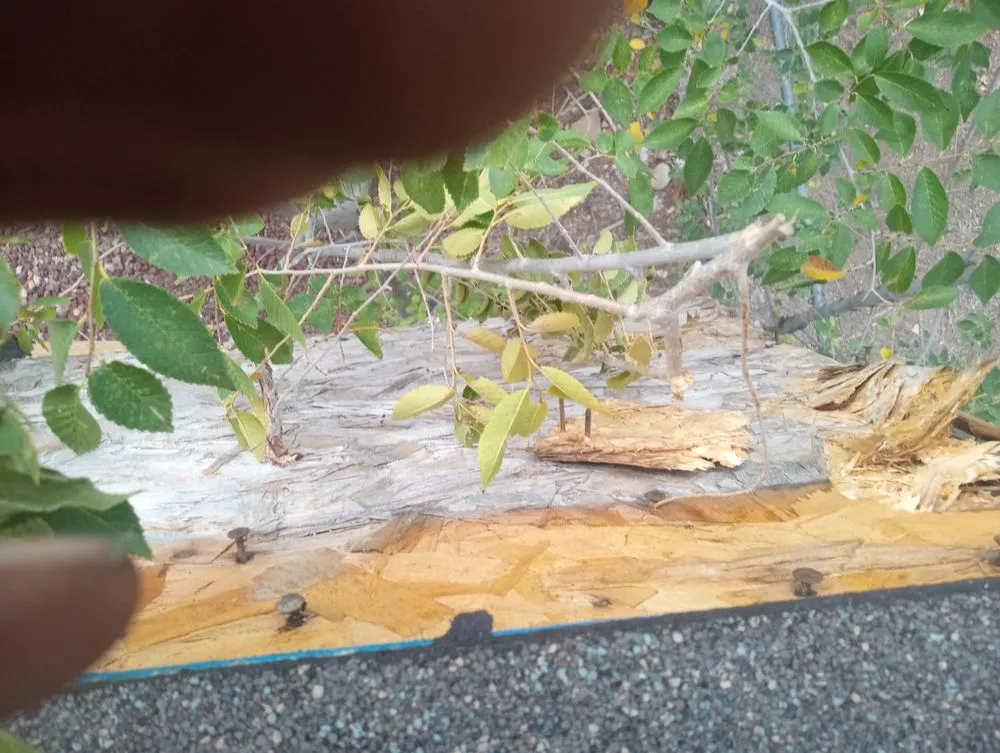 Slide of 2 Dawgs Roofing