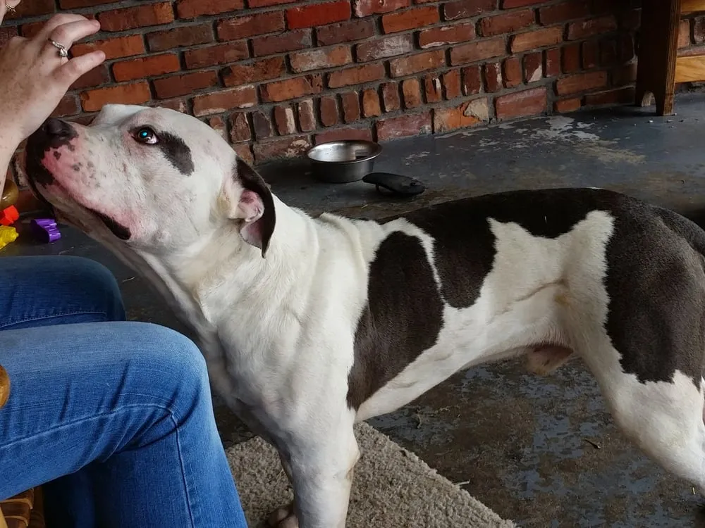 Slide of 4 Seasons Roofing and Gutters