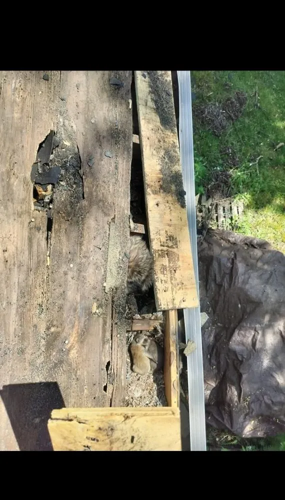 Slide of 4DF Exteriors