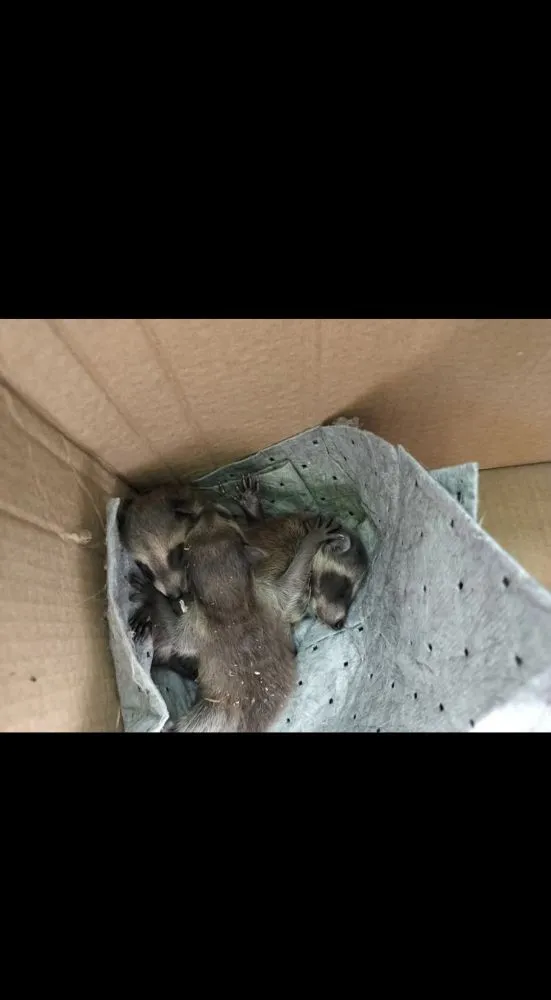 Slide of 4DF Exteriors