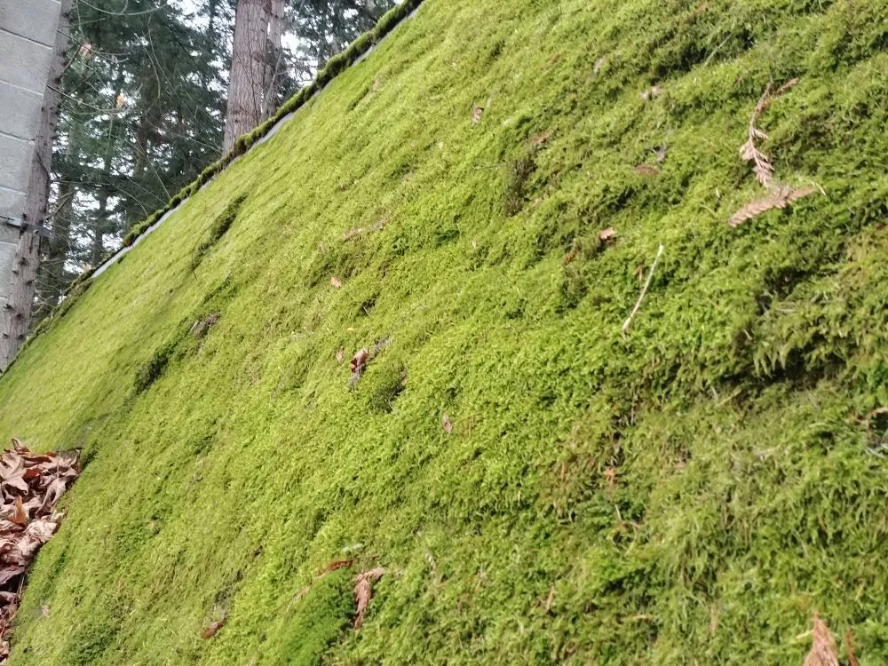 Reliable storm damage roof repair in Camano Island, WA by A Brite-Way Window Cleaning