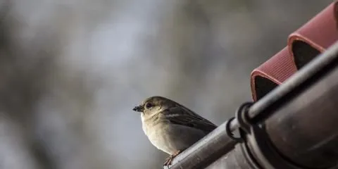 Slide of AAA Affordable Roofing