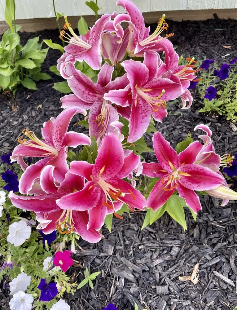 Slide of Adonis Roofing