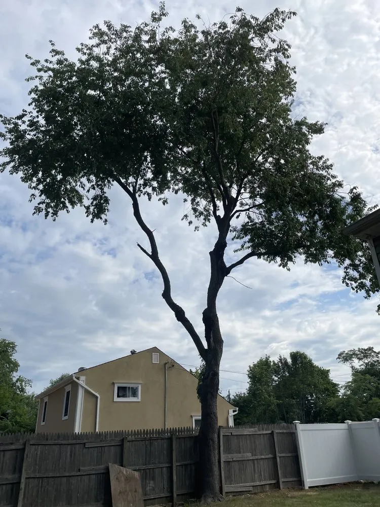 Slide of Aguila Tree Services