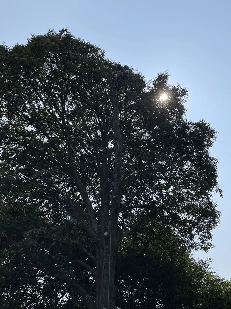 Slide of Aguila Tree Services