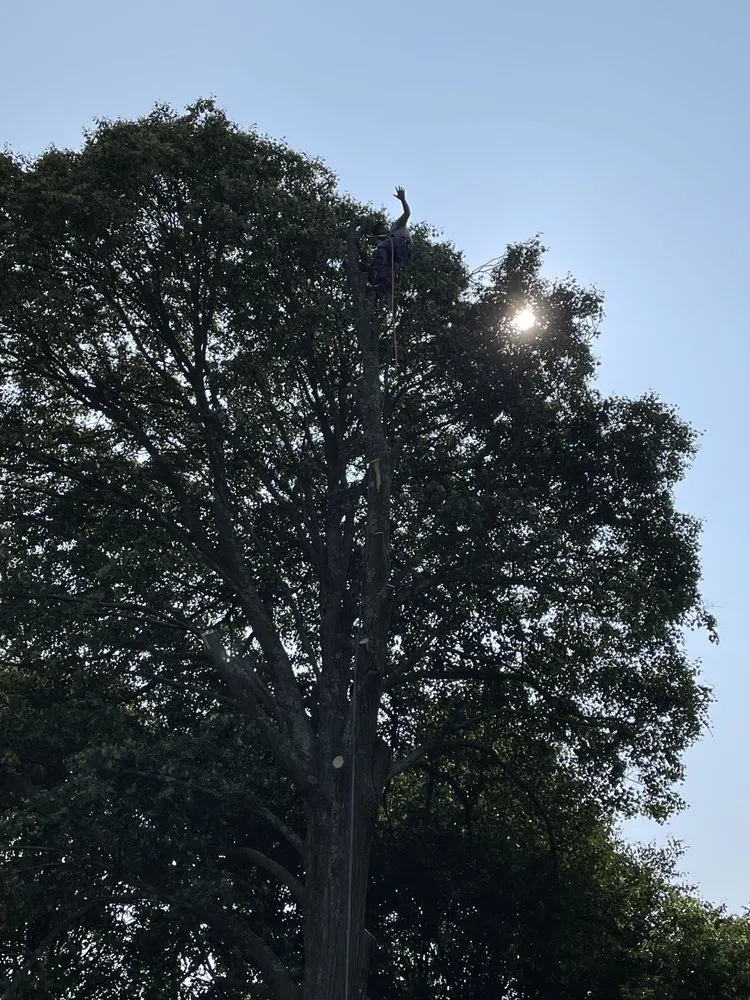 Slide of Aguila Tree Services