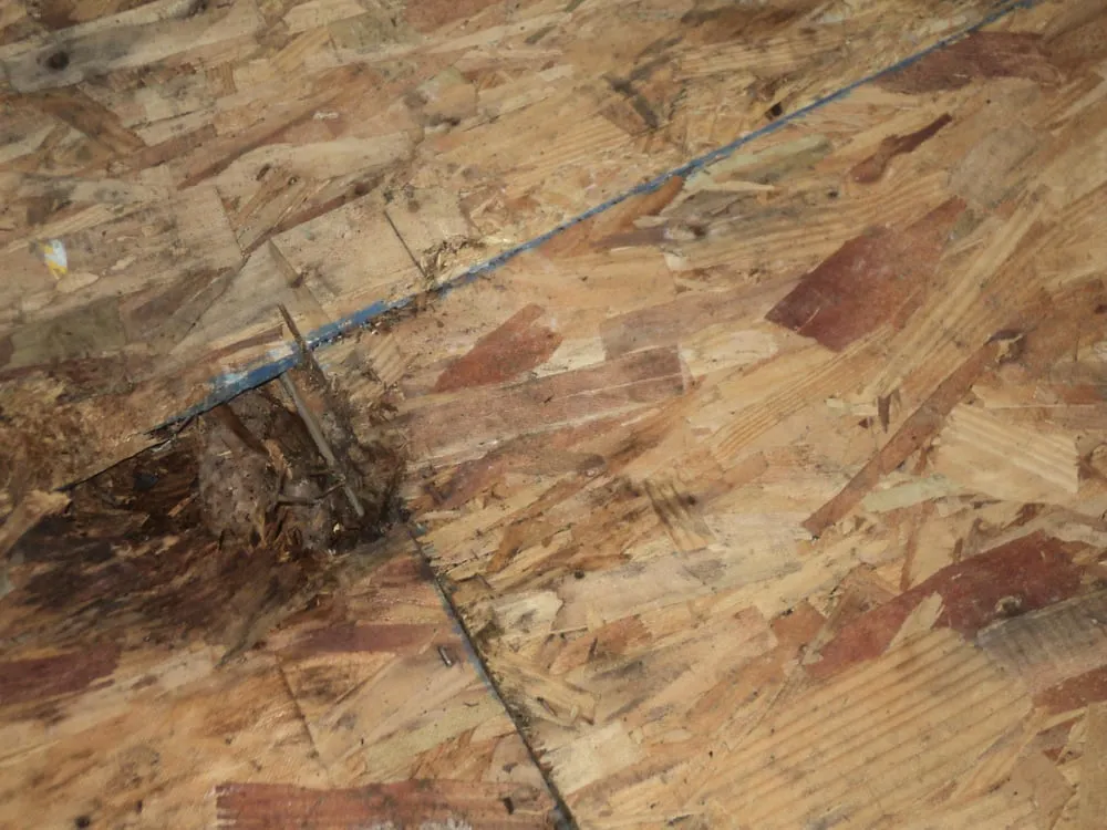 Local flat roof repair experts serving Anthony, FL - All City Roofing