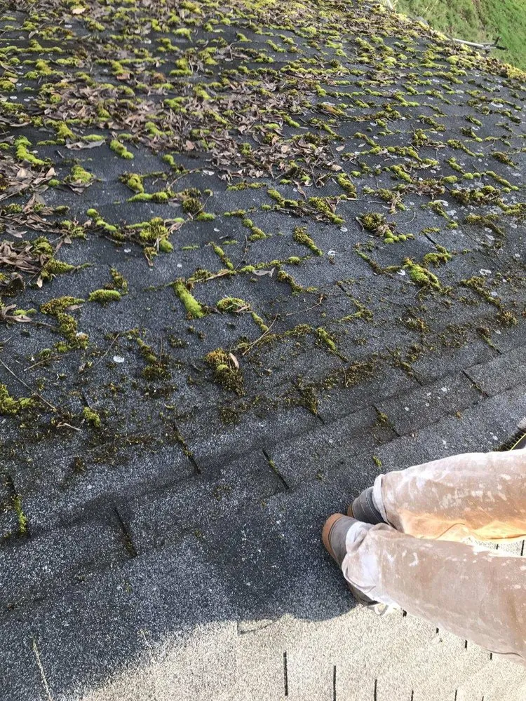 Slide of All Gone Moss Removal