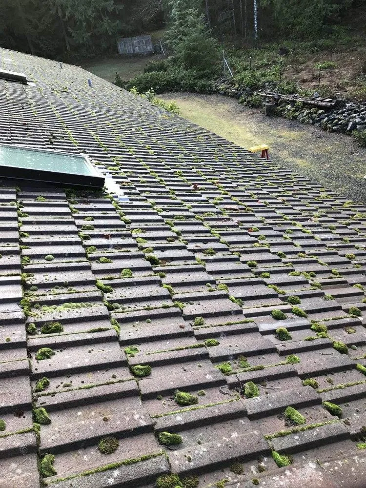 Slide of All Gone Moss Removal