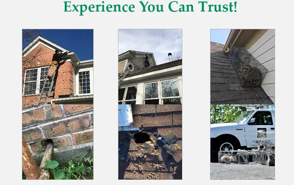 All Wildlife Animal Eviction Logo