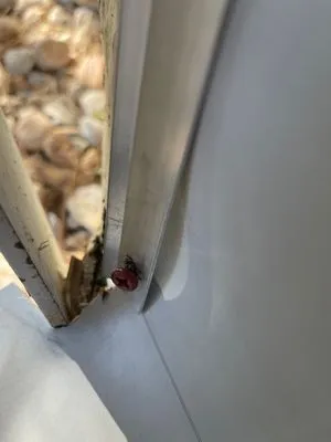 Alliance Roofing and Stucco Logo