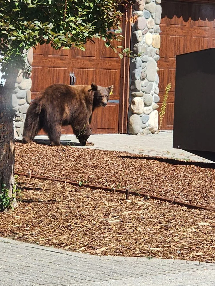 Slide of Alphaz Only