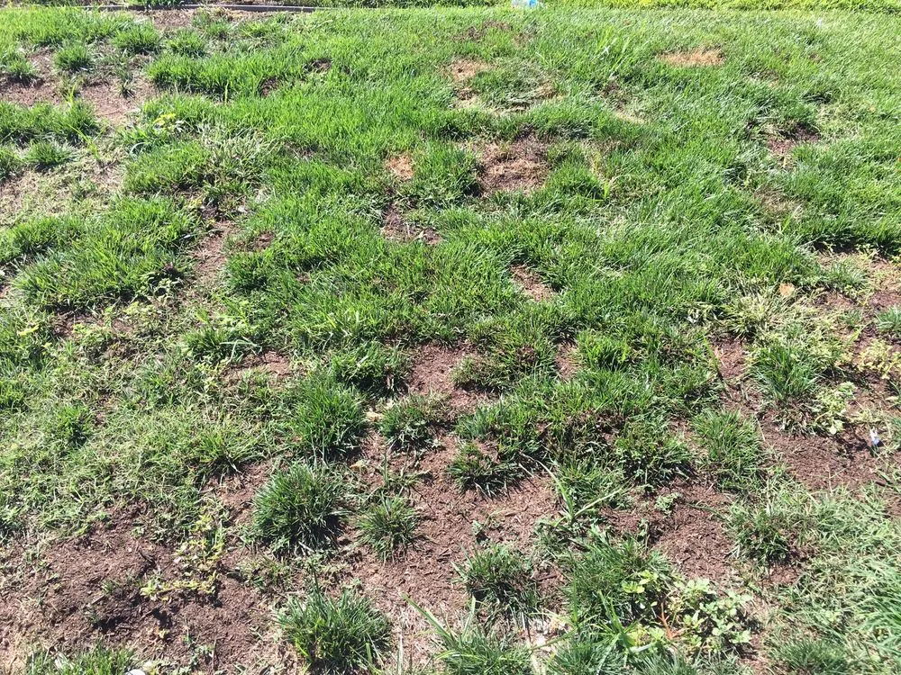 Slide of Alvarado Lawn Service