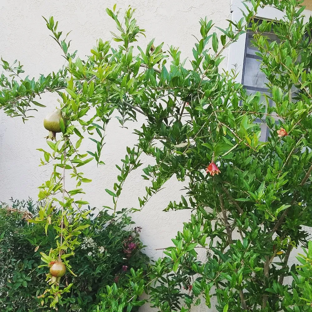 Slide of Alvarado Lawn Service