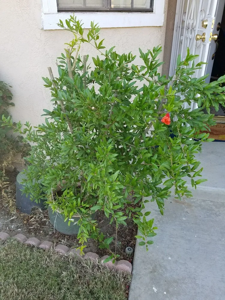 Slide of Alvarado Lawn Service