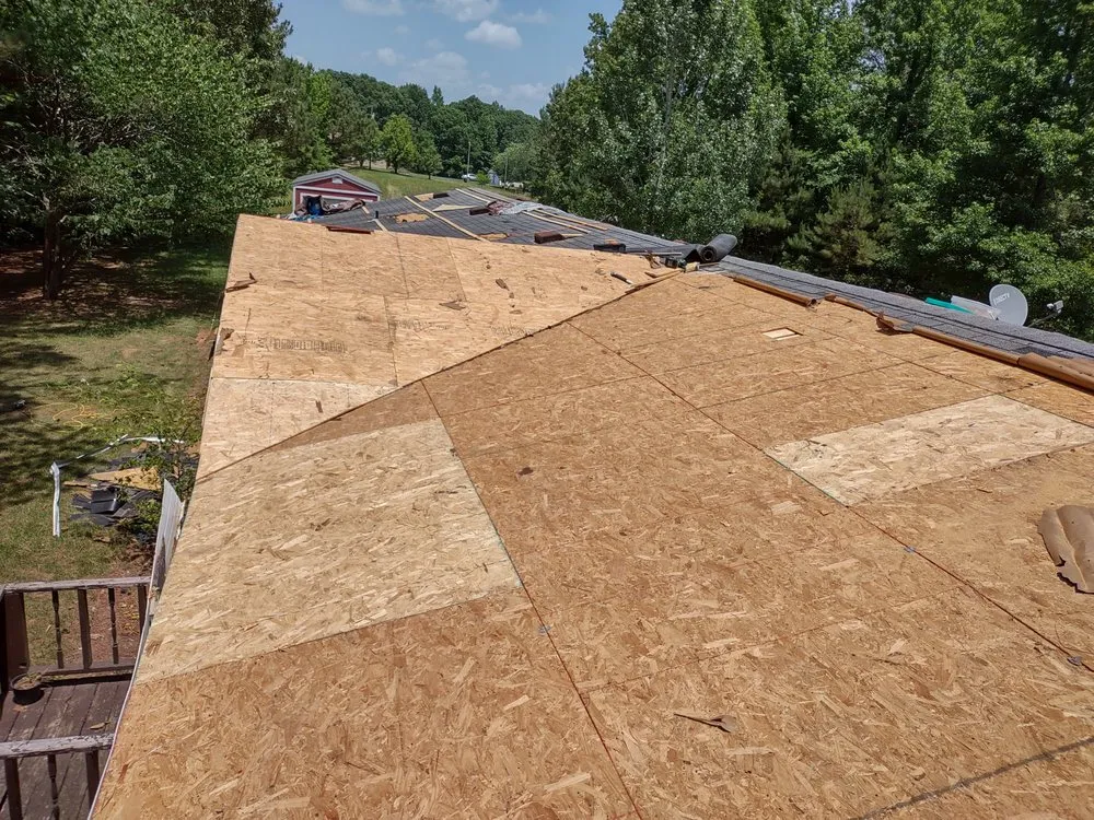 Slide of American Carpenter