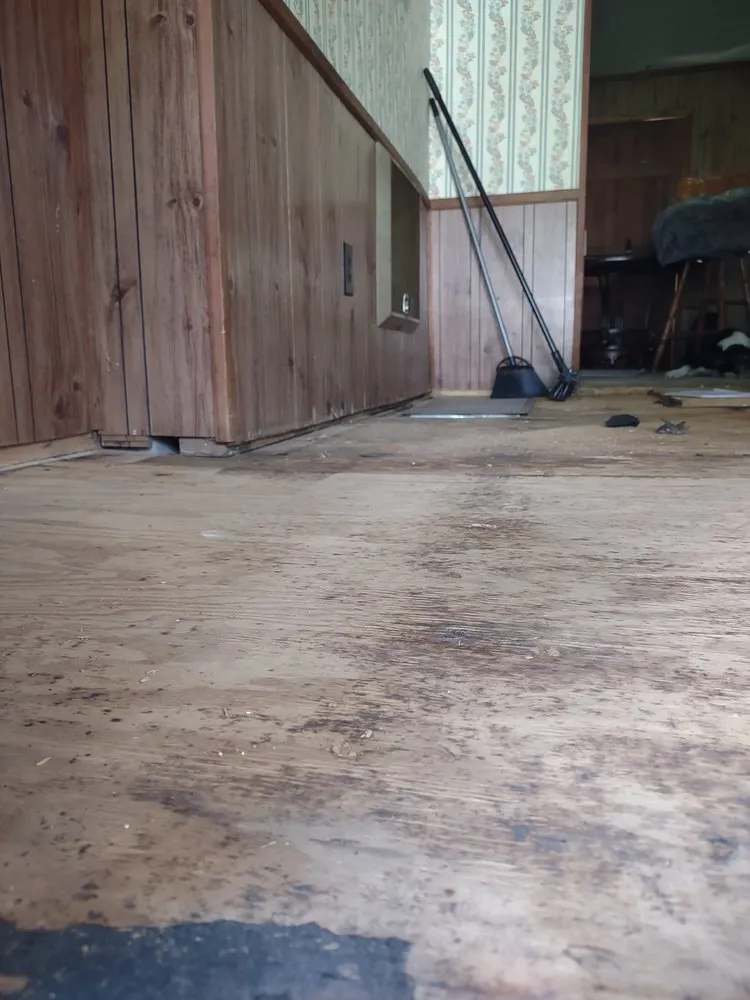 Slide of American Carpenter