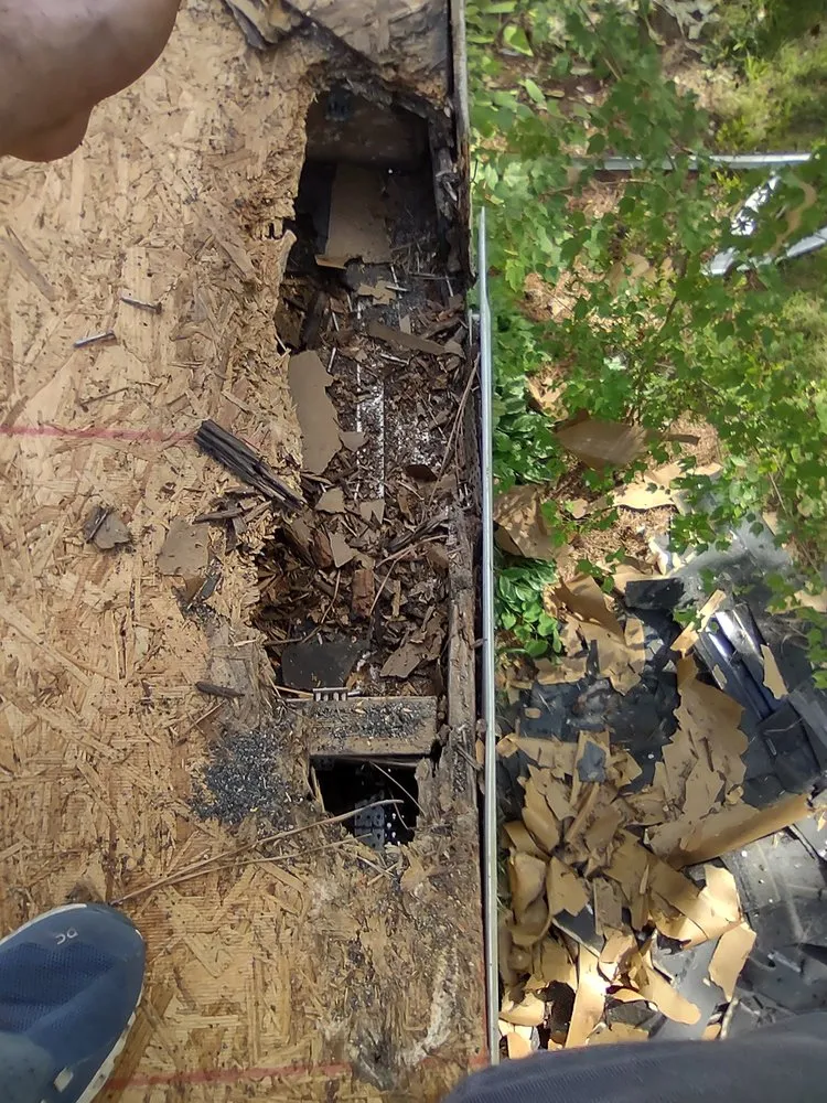 Slide of American Carpenter