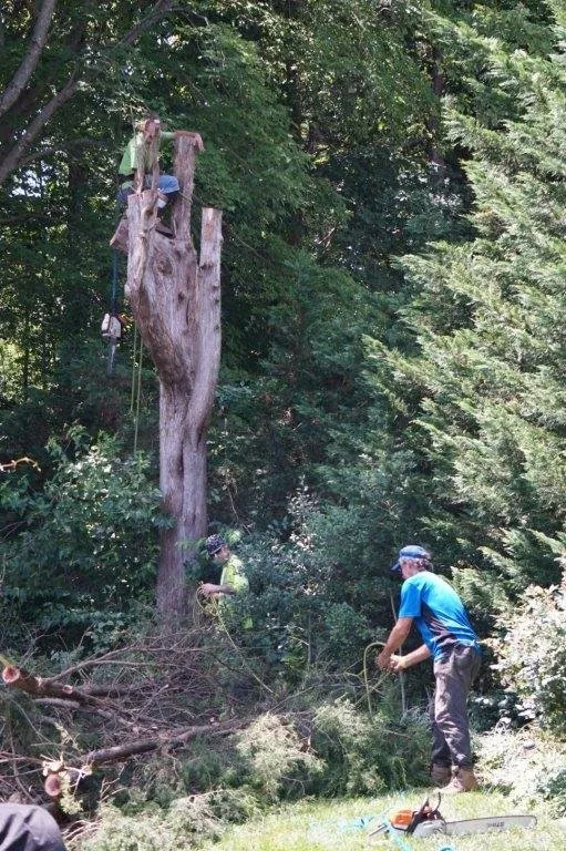 Slide of Andrews Roofing & Tree Service