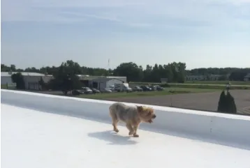 Slide of Andy's Roofing