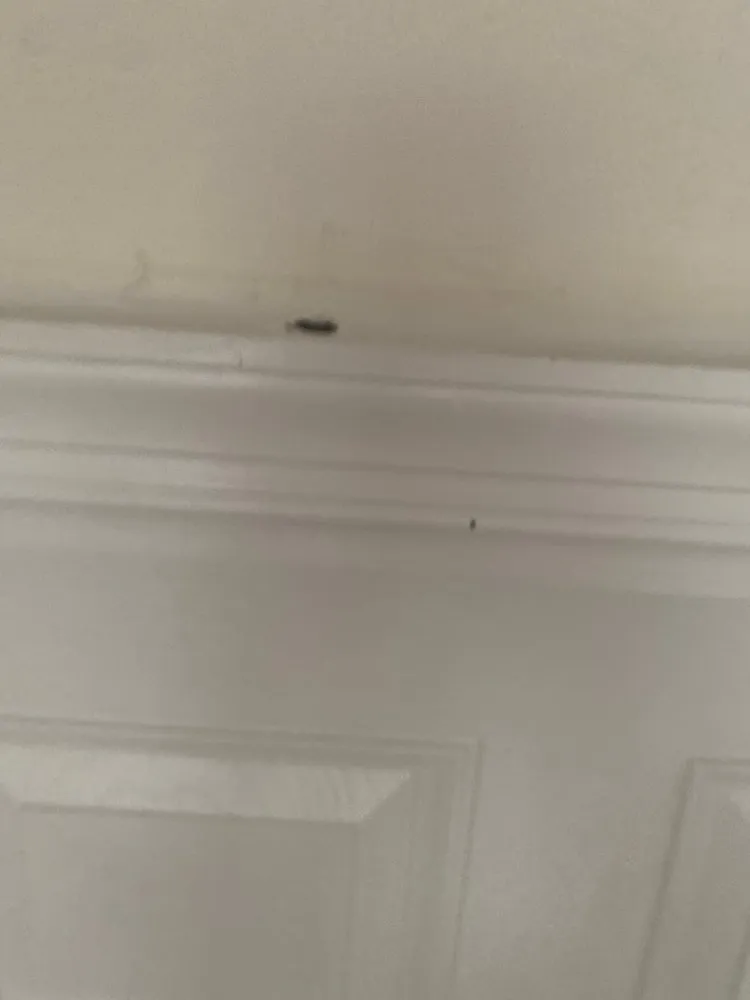 Slide of Armorvue Window & Door