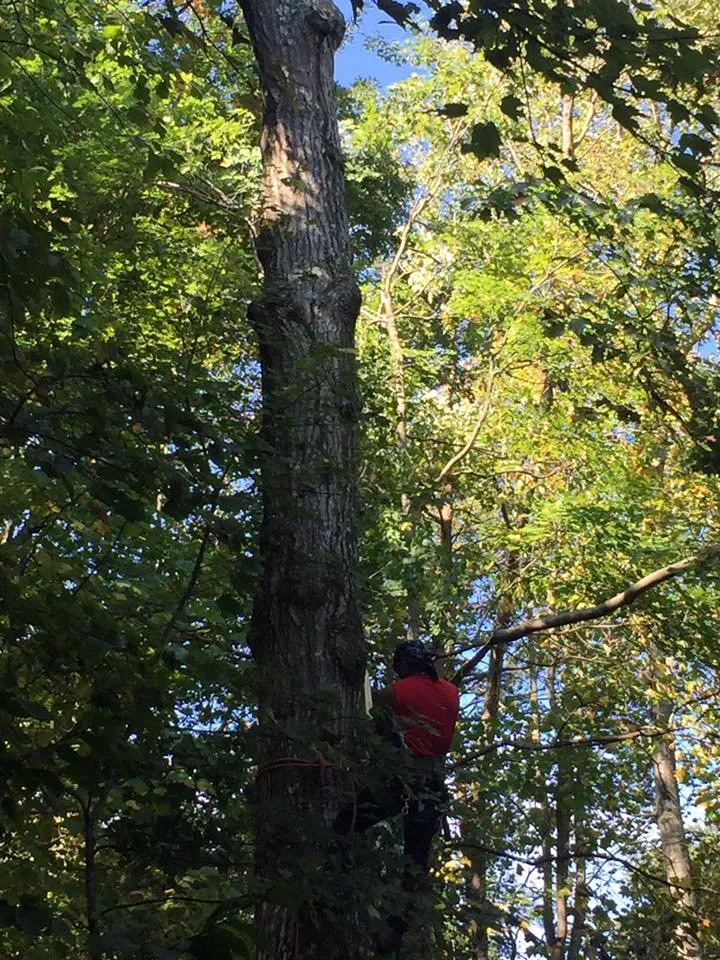 Emergency roof repair in Locust Grove, VA - Ask Zello Roofing