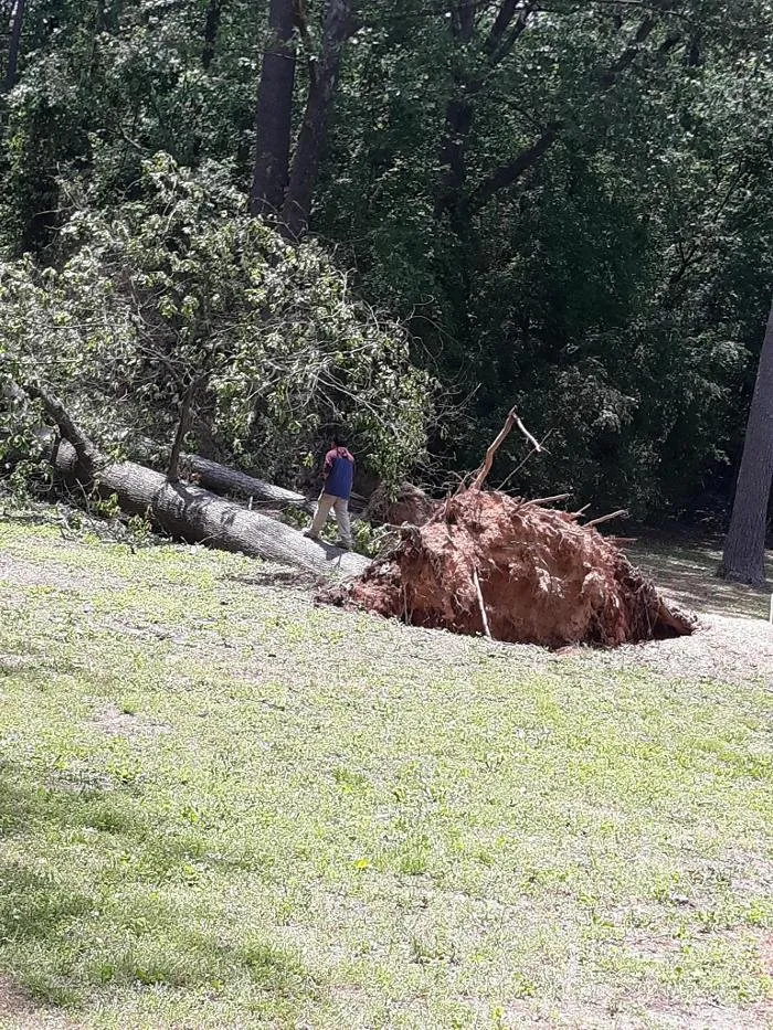 Slide of Audil Professional Tree Master