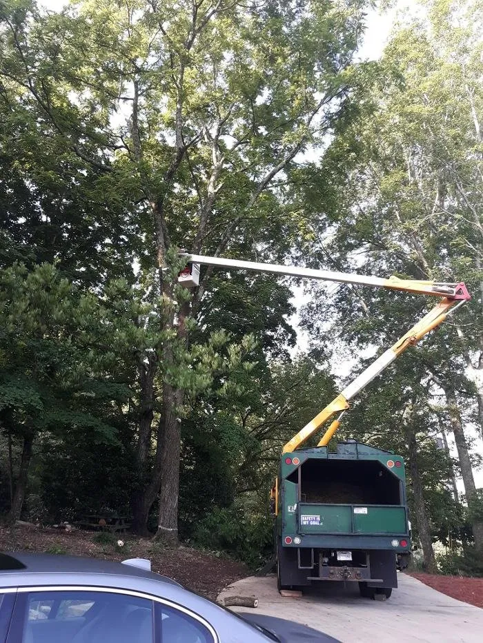 Slide of Audil Professional Tree Master