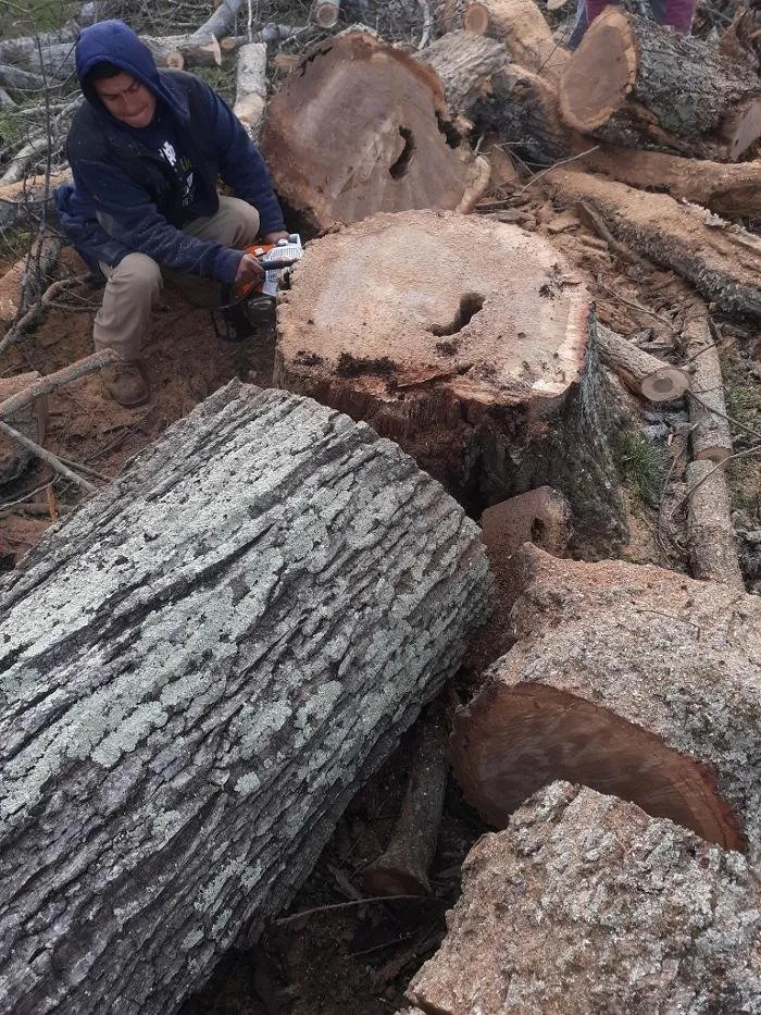 Slide of Audil Professional Tree Master