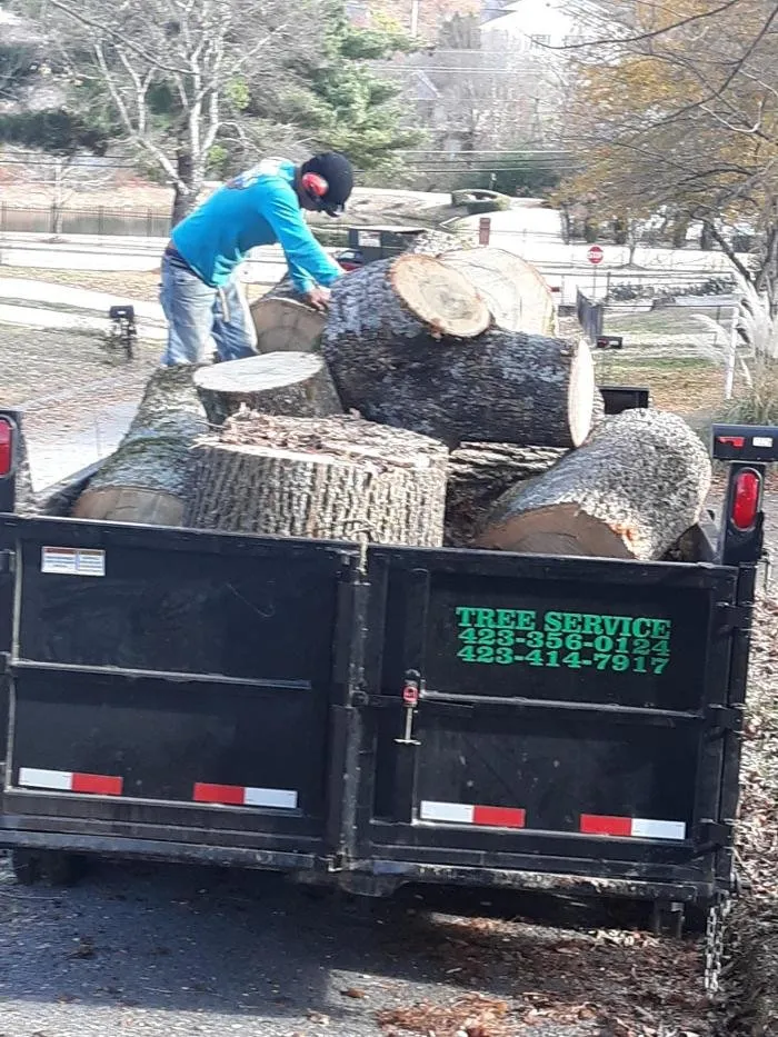 Slide of Audil Professional Tree Master