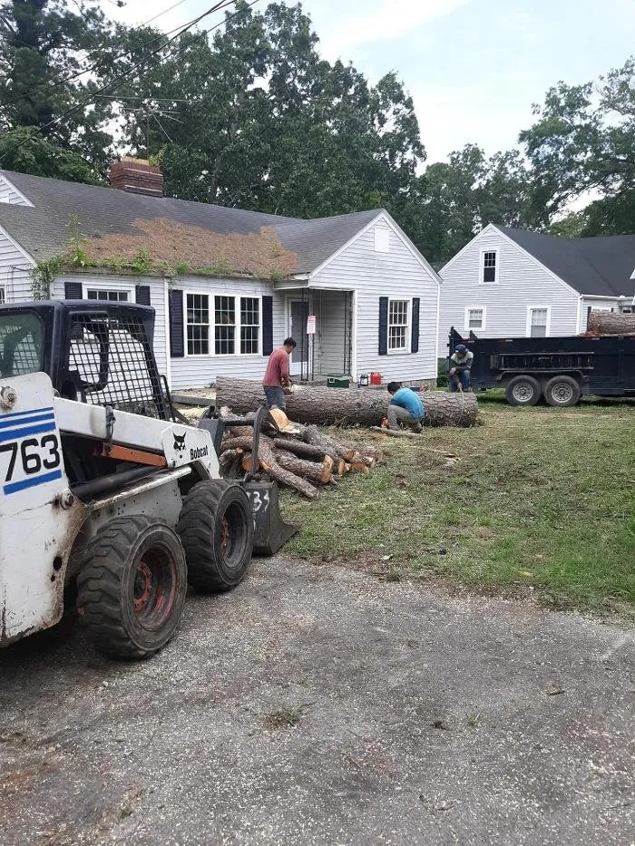 Slide of Audil Professional Tree Master