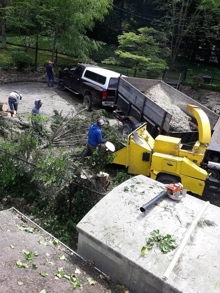 Slide of Audil Professional Tree Master