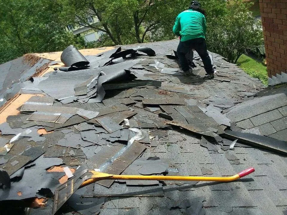 Slide of Australian Shepherd