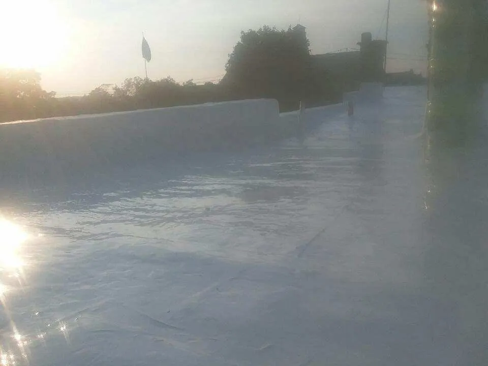 Slide of Australian Shepherd