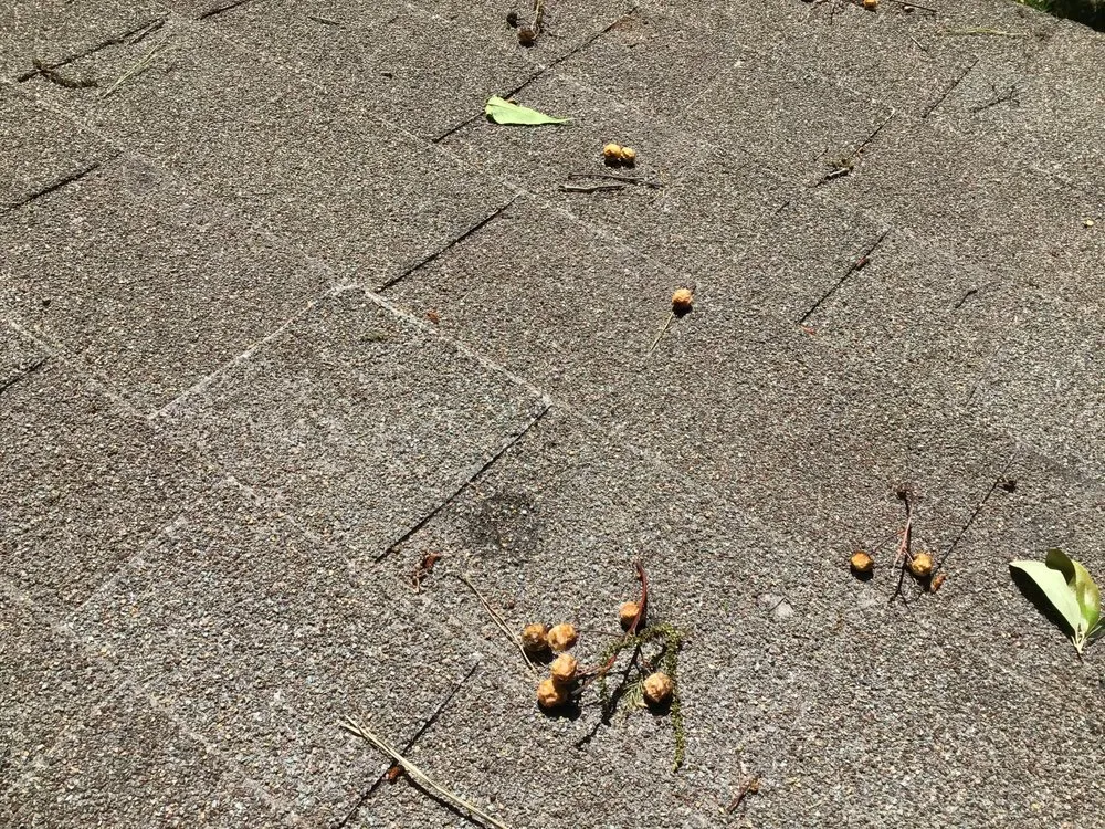 Slide of Basic Roofing