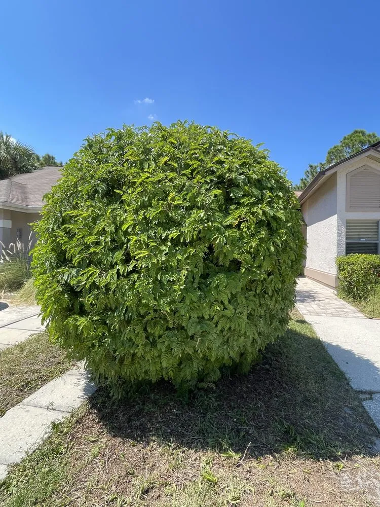 Slide of Bay Area Landscape and Pressure Washing