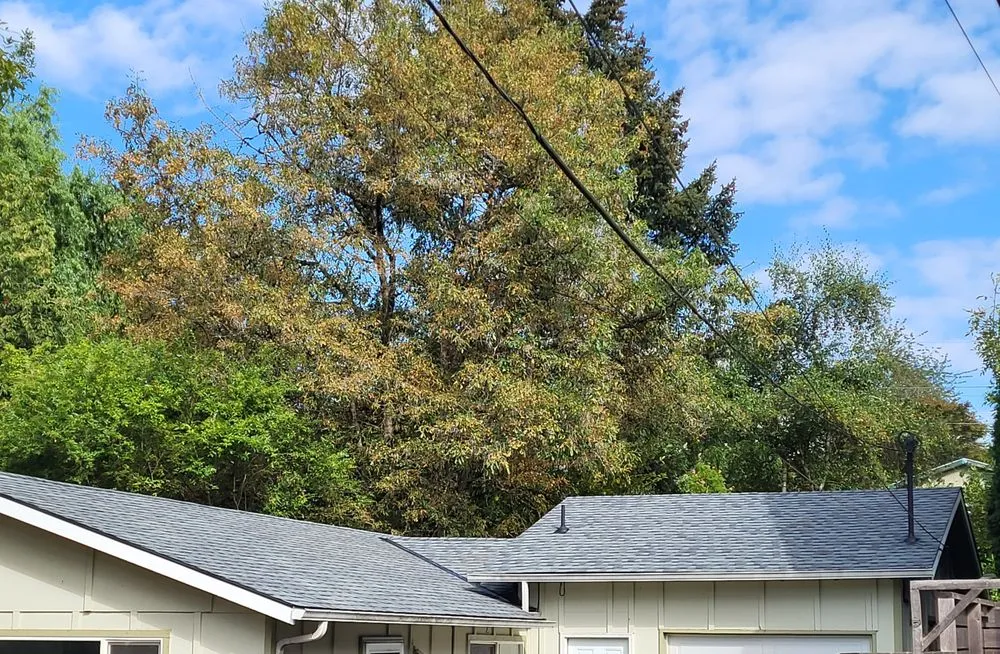 Slide of Beans Roofing