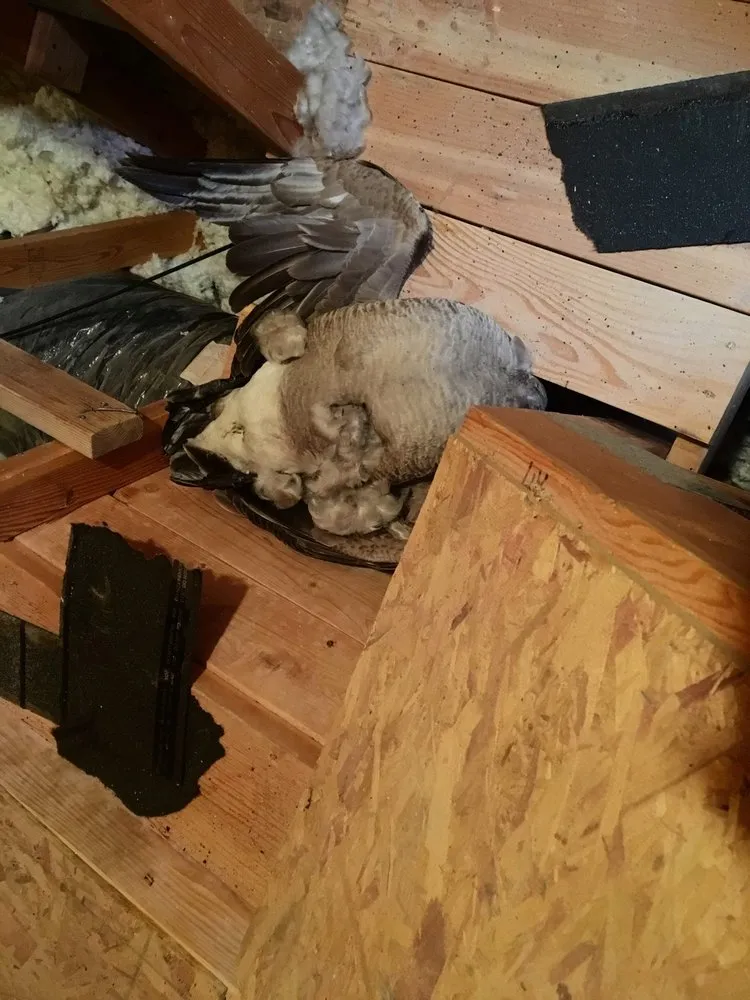 Slide of Bell Top Roofing