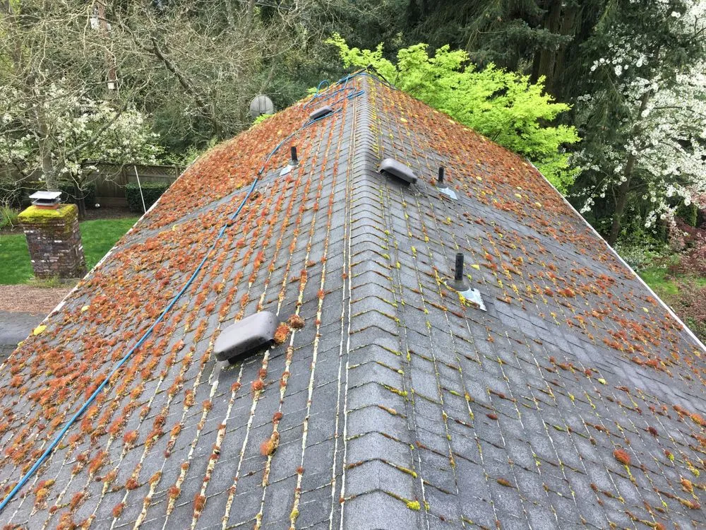 Slide of Bellingham Roof & Gutter Cleaning