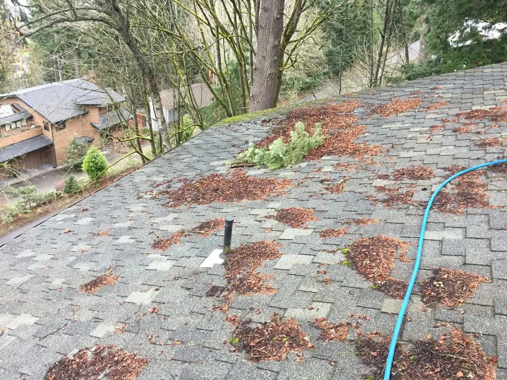 Slide of Bellingham Roof & Gutter Cleaning