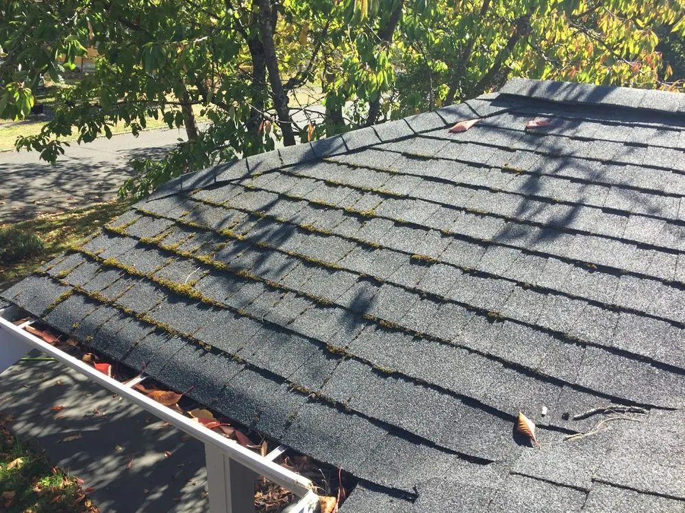 Slide of Bellingham Roof & Gutter Cleaning