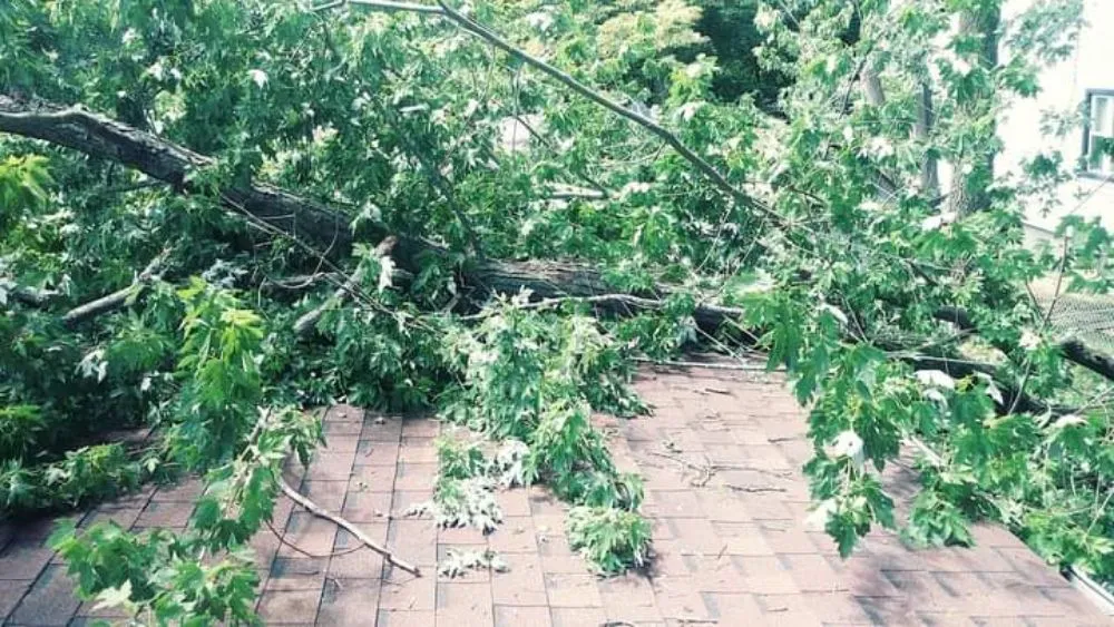 Slide of Best Restoration