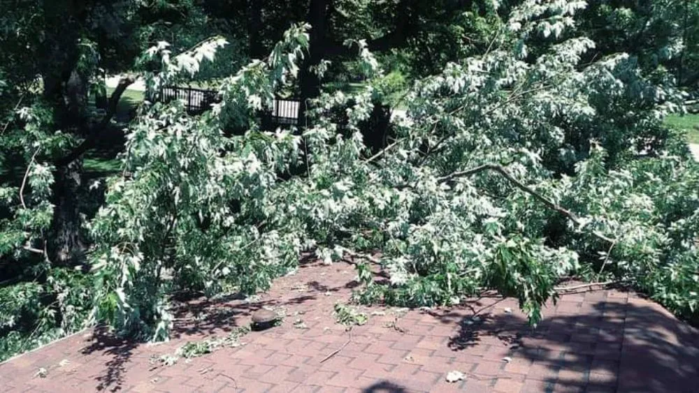 Slide of Best Restoration