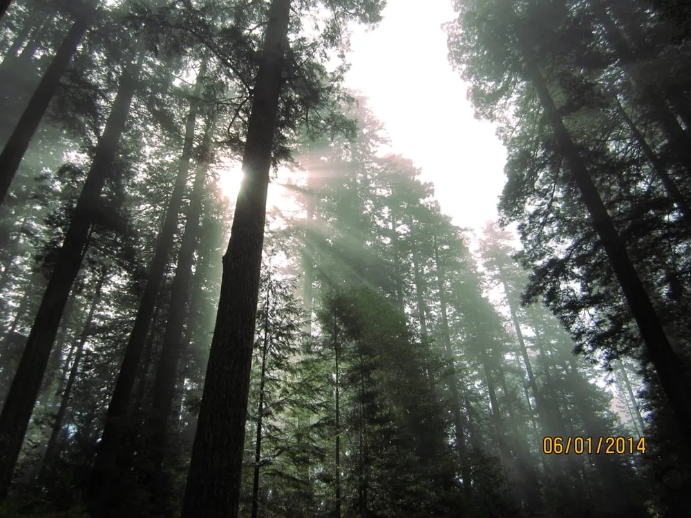 Slide of Big Tree Roofing and Inspections