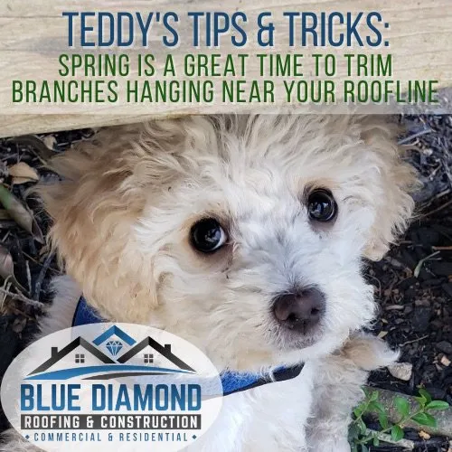 Slide of Blue Diamond Roofing & Construction