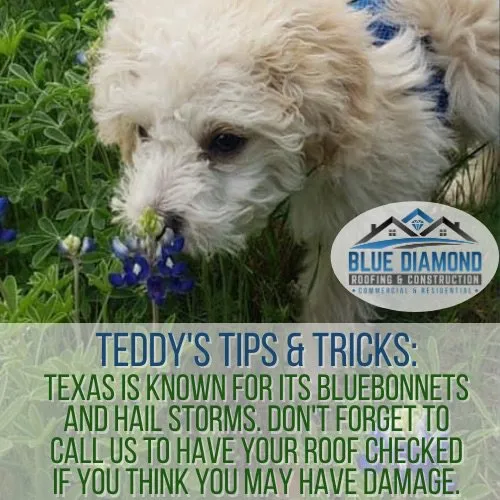 Slide of Blue Diamond Roofing & Construction