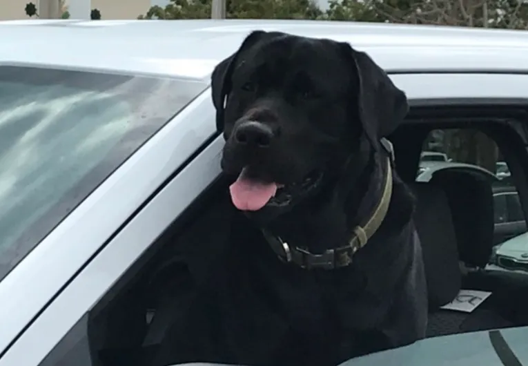 Slide of Blue Dog Roofing & Construction