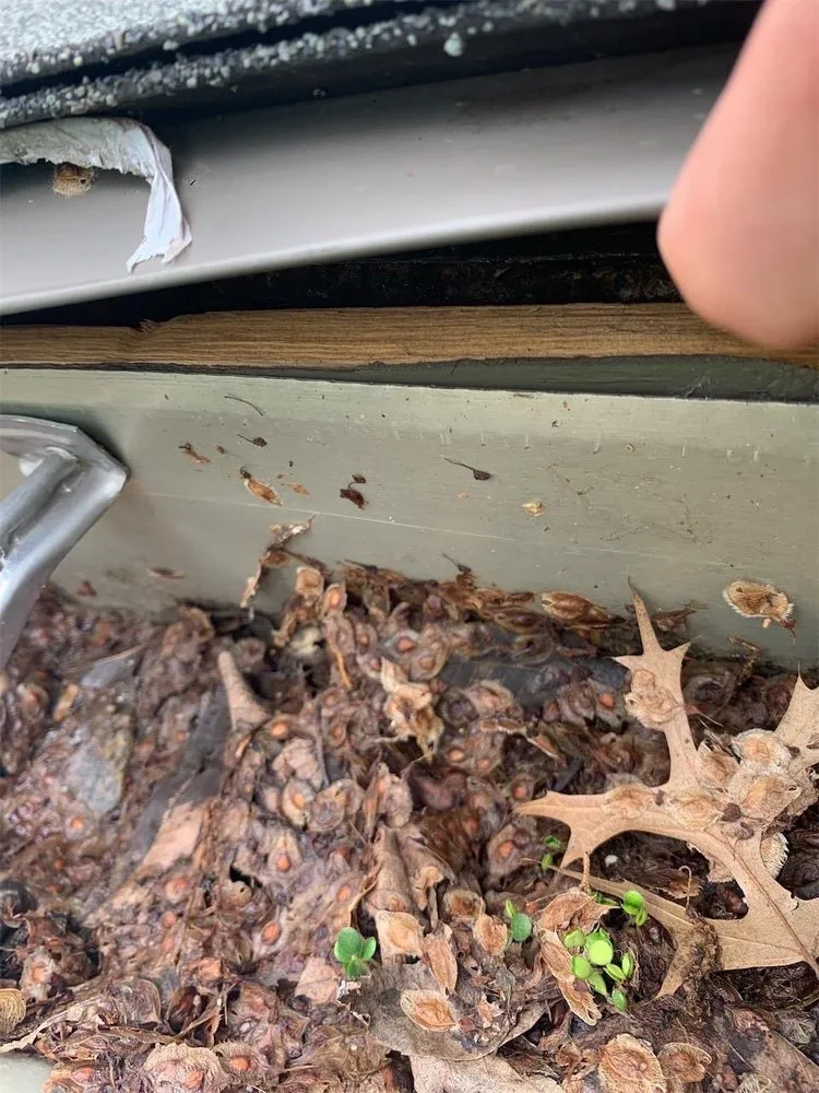 Slide of Blue Rain Roofing & Restoration