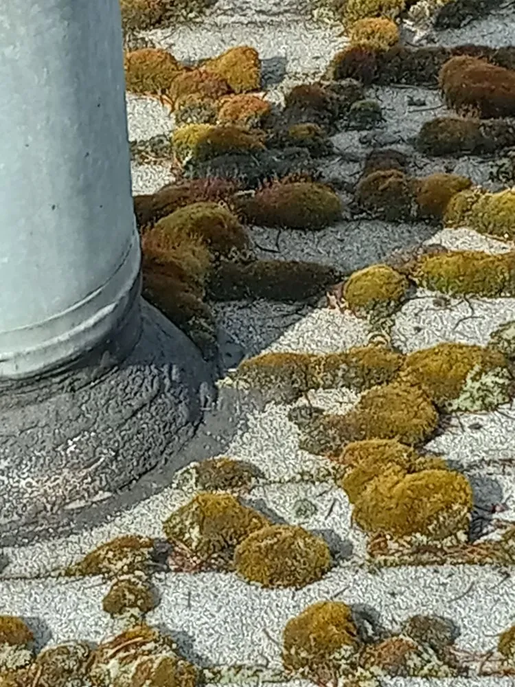 Slide of Brandon Allen